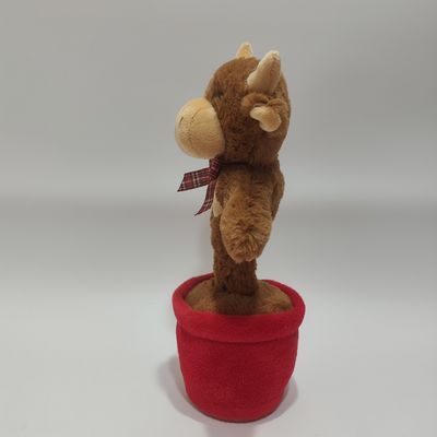 La vache des hautes terres qui chante et danse